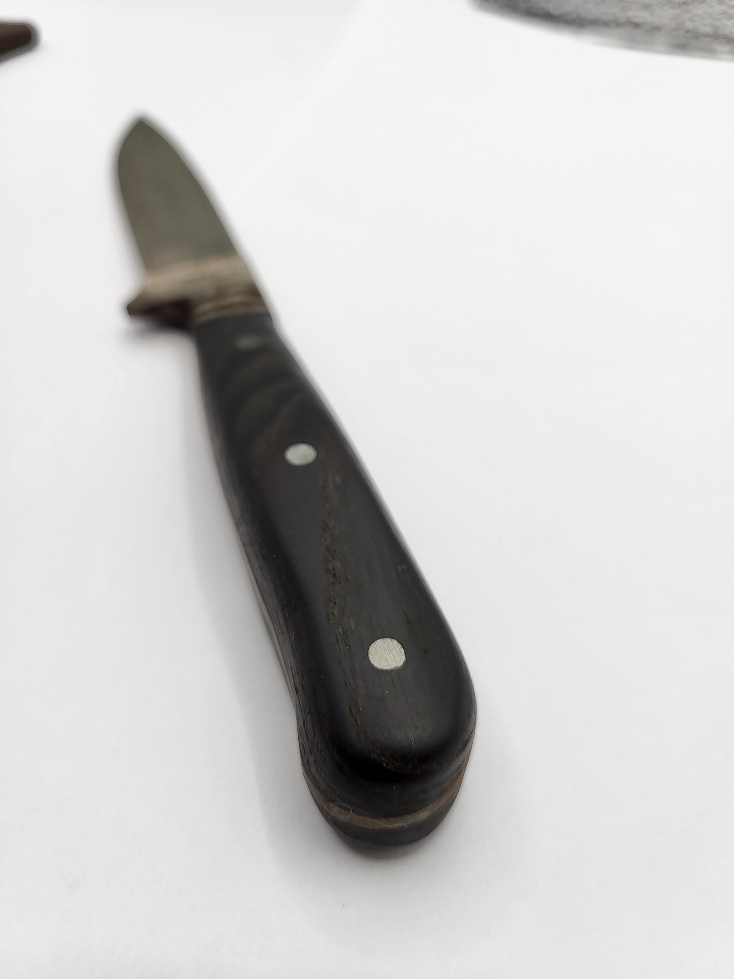 Jagdnicke Esche